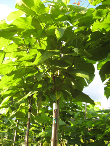 Bolcatalpa